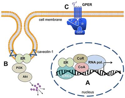 Estrogen Signaling in ERα-Negative Breast Cancer: ERβ and GPER